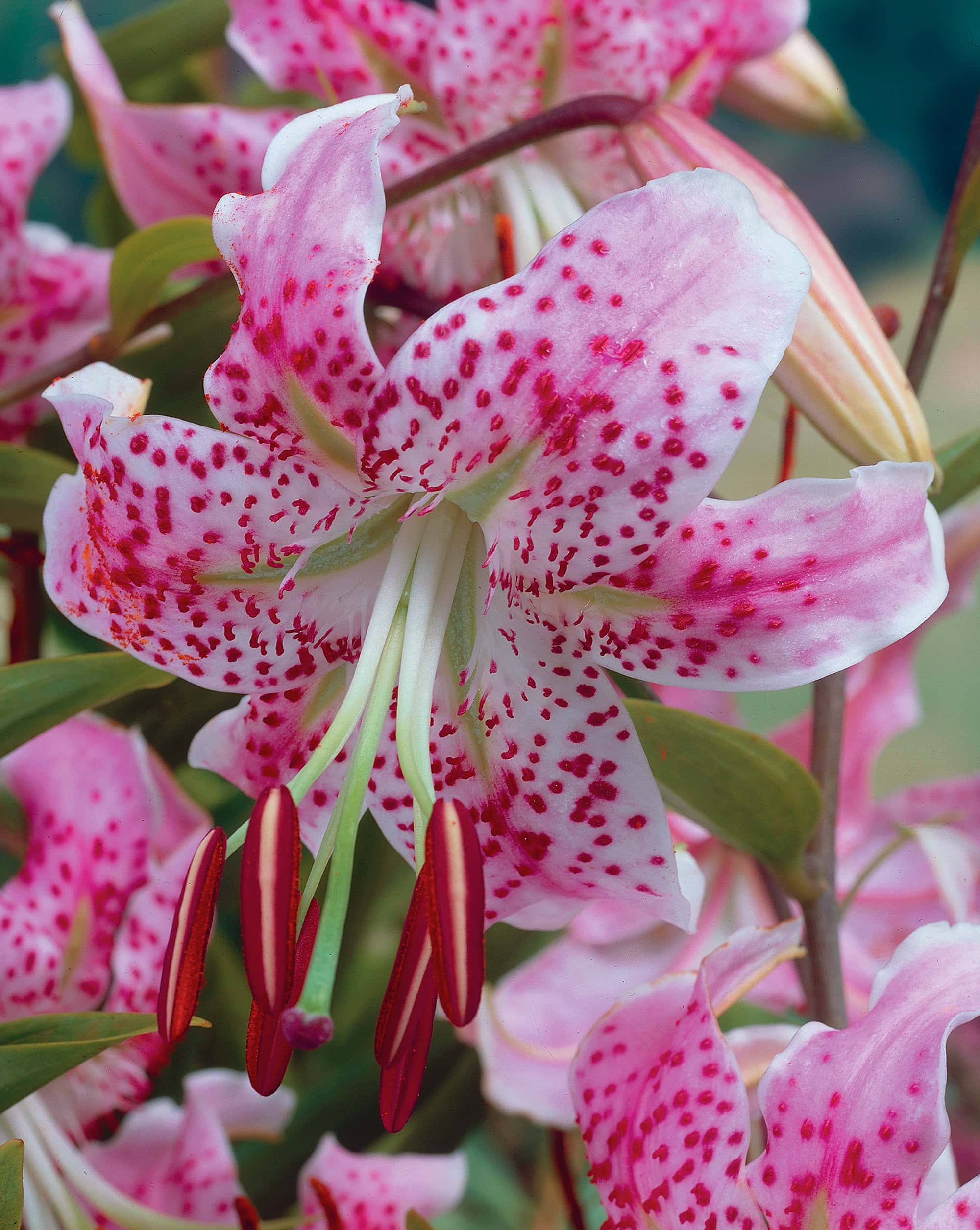 speciosum rubrum | Species Lilies