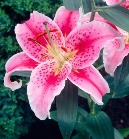 Star Gazer | Oriental Hybrids