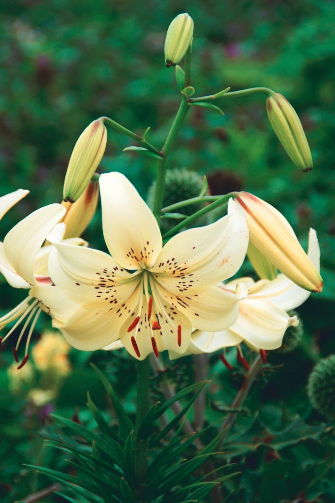 Sweet Surrender | Species Lilies