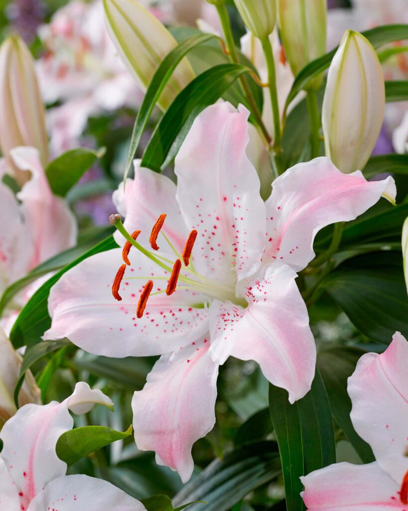 Buy Virtuoso Bulbs Online - Lilies, Oriental Hybrids, Spring- Bloms ...