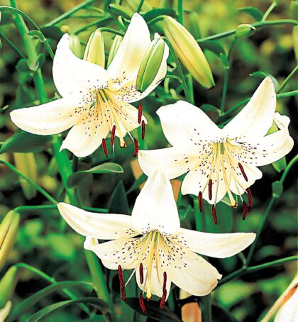 White Pearl | Perl Lilies