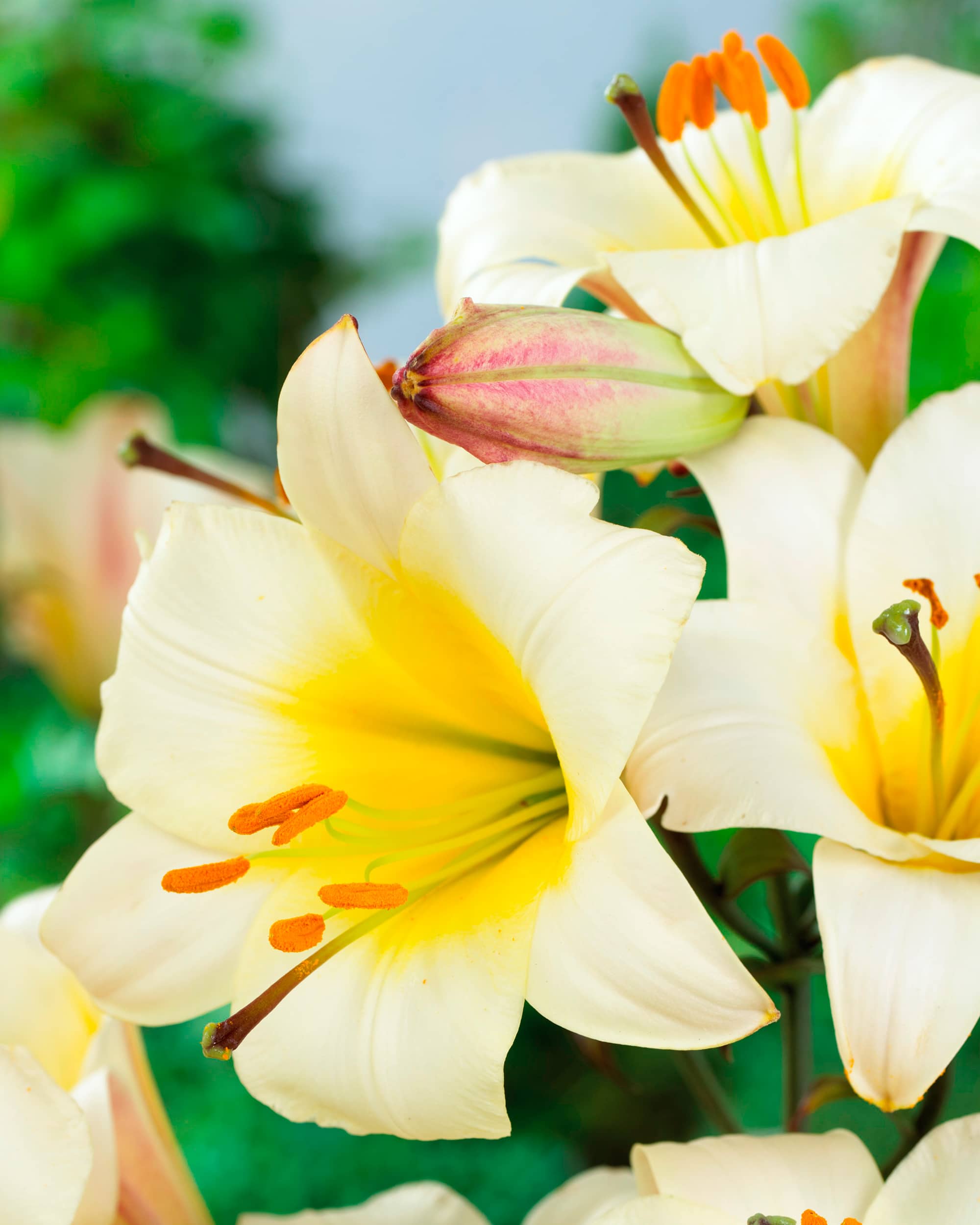 White Planet | Trumpet Lilies