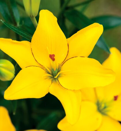 Yellow Cocotte | Pollen Free Lilies