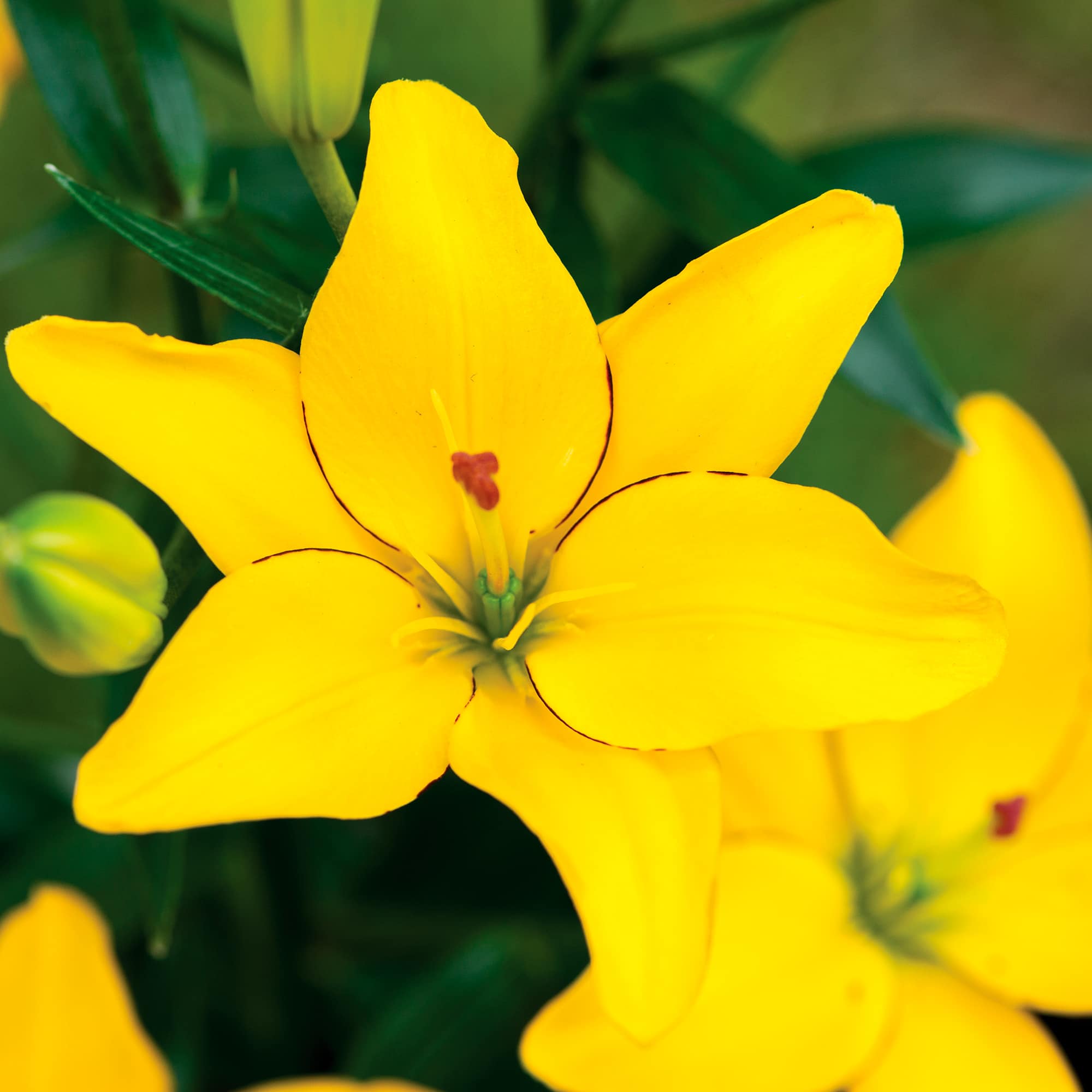 Yellow Cocotte | Pollen Free Lilies