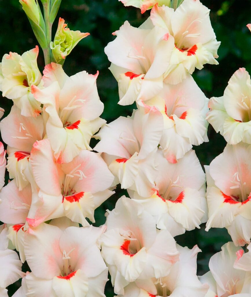 Candy Bar | Medium Flowering Gladioli