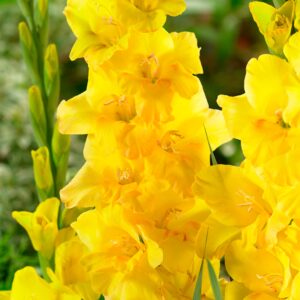 Golden Sunrise | Medium Flowering Gladioli