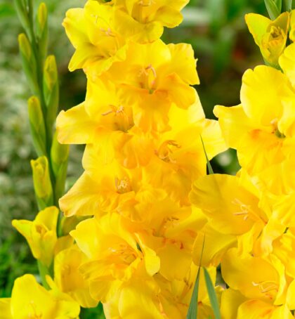 Golden Sunrise | Medium Flowering Gladioli