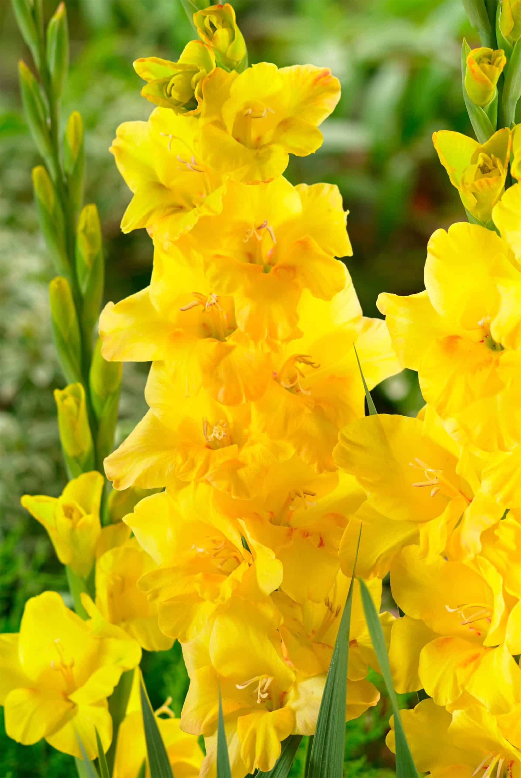 Golden Sunrise | Medium Flowering Gladioli