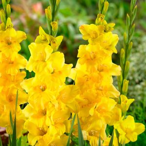 Golden Sunrise | Medium Flowering Gladioli