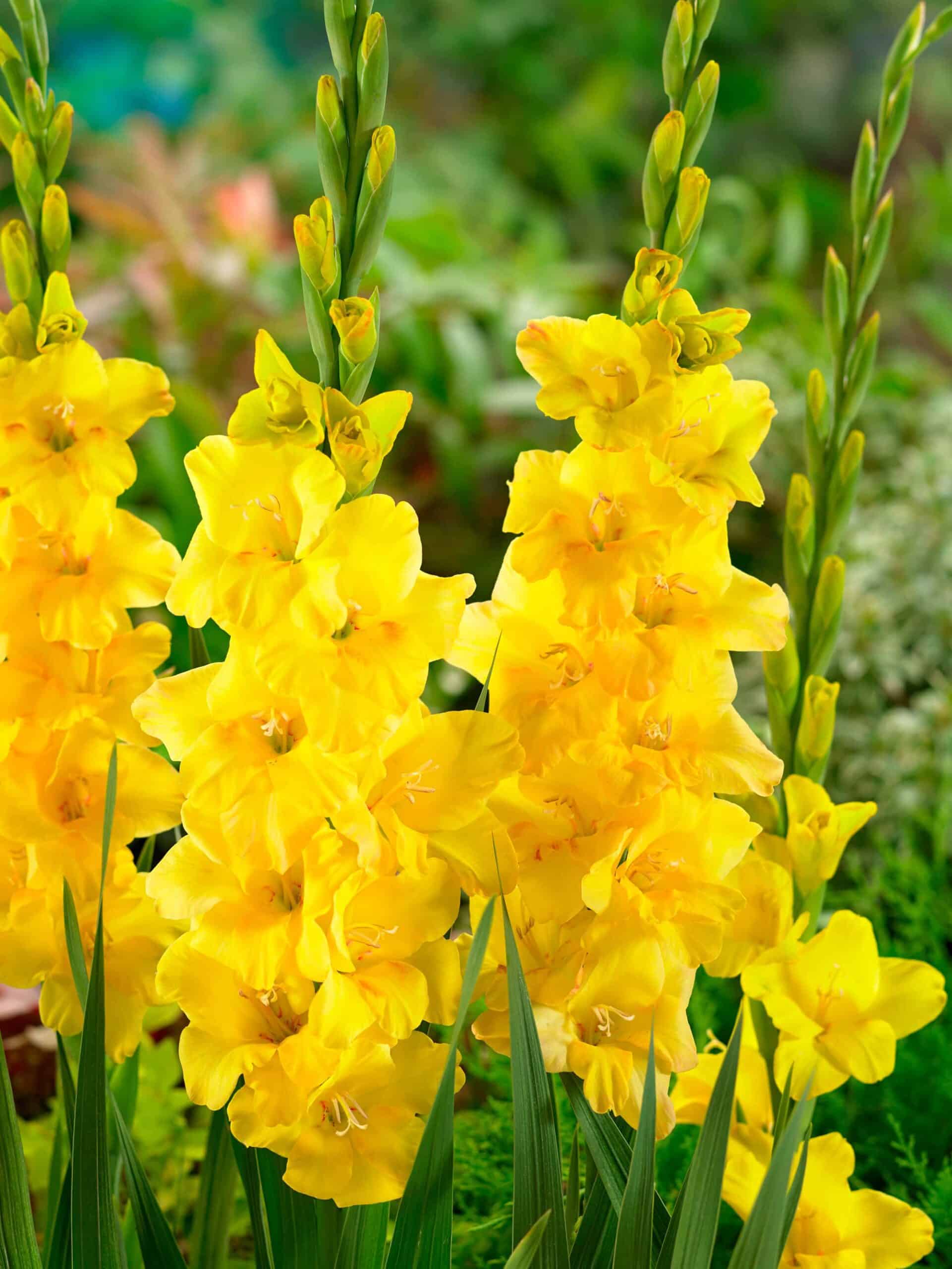 Golden Sunrise | Medium Flowering Gladioli