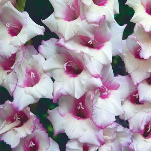 Venezia | Medium Flowering Gladioli