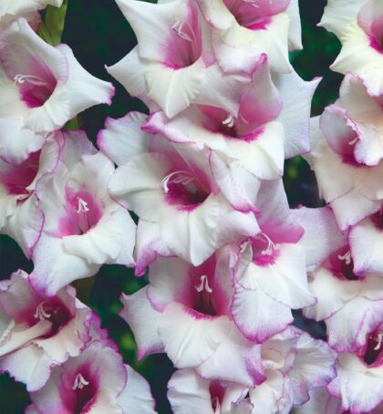 Venezia | Medium Flowering Gladioli