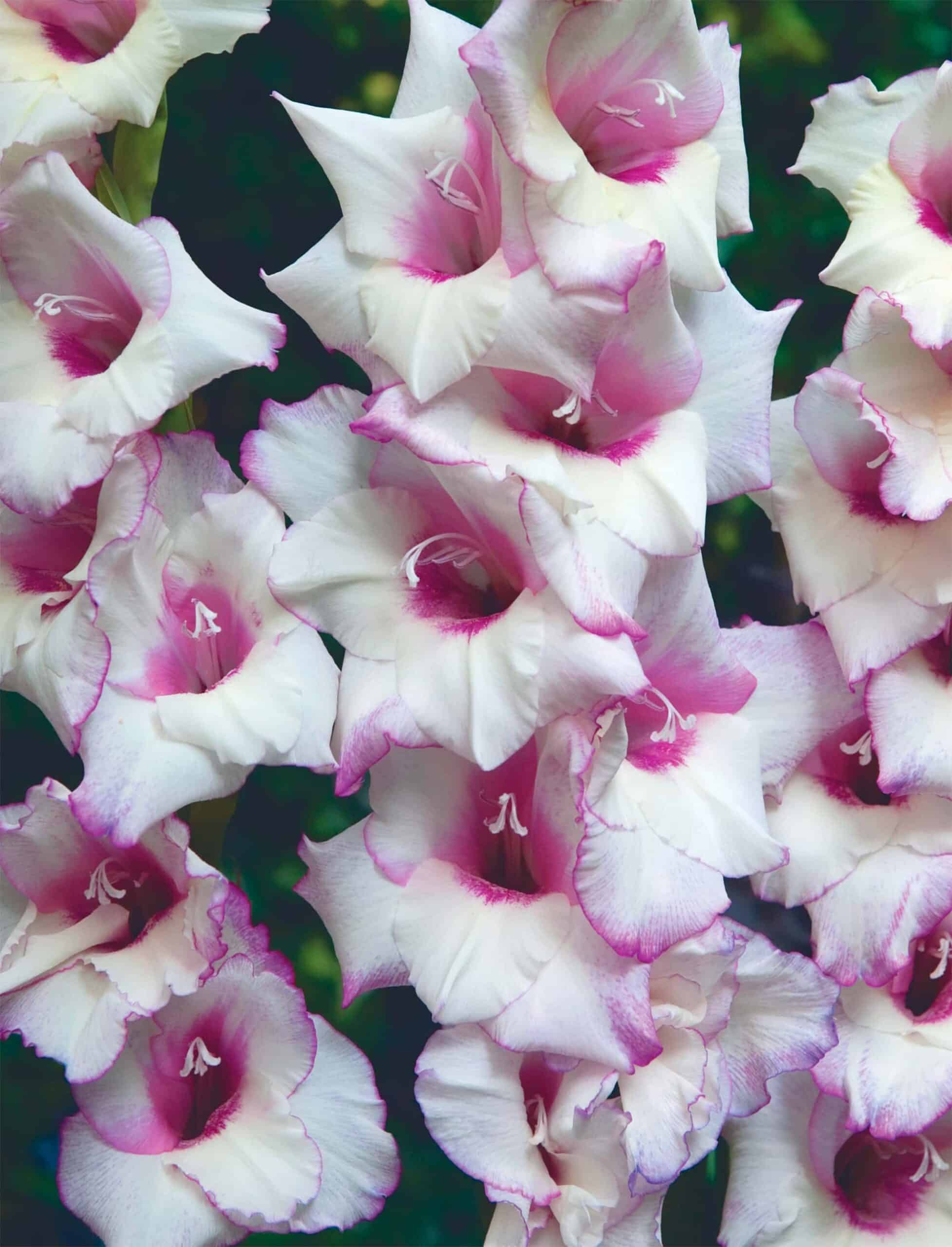 Venezia | Medium Flowering Gladioli