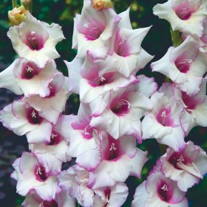 Venezia | Medium Flowering Gladioli