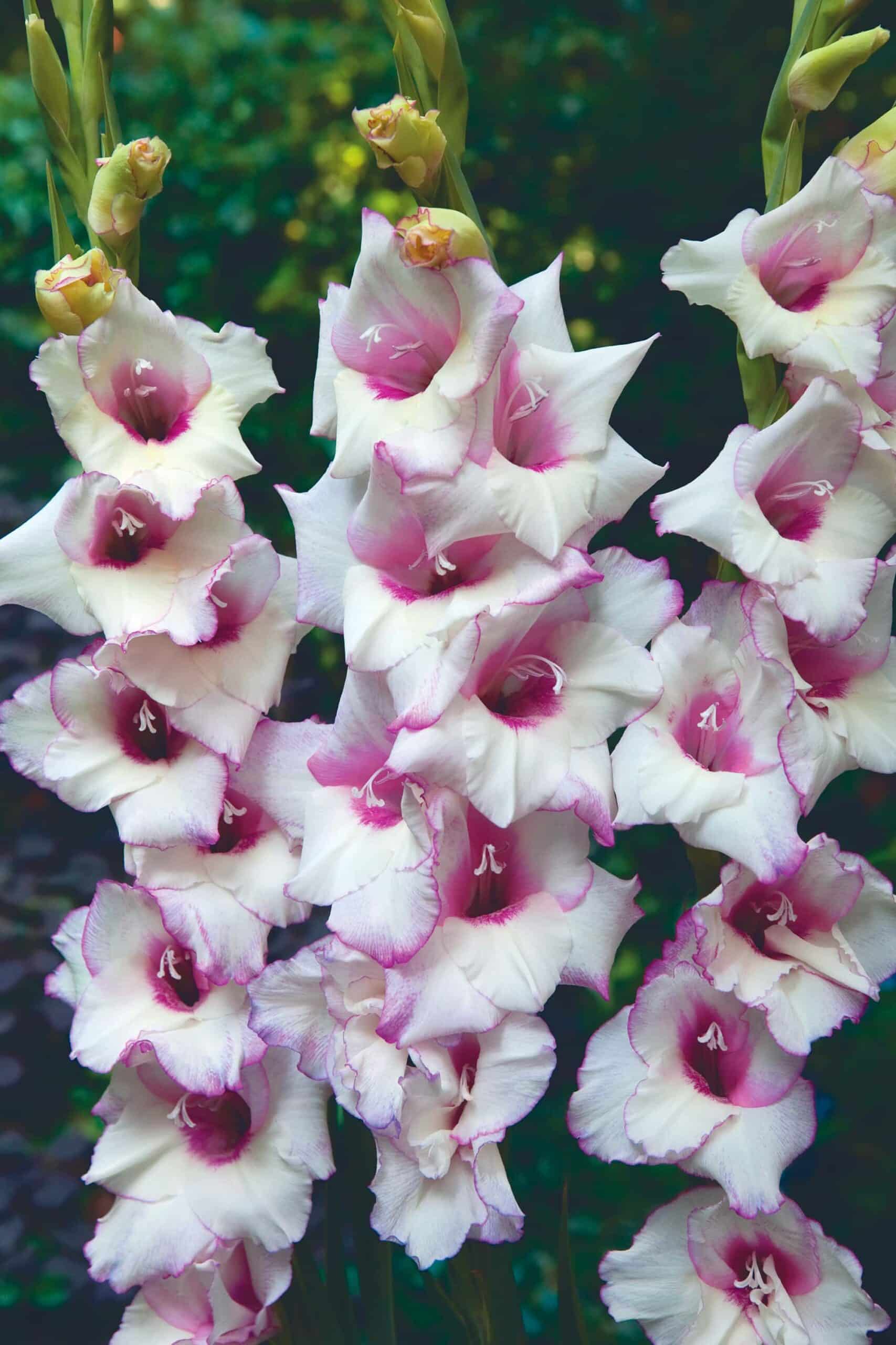 Venezia | Medium Flowering Gladioli