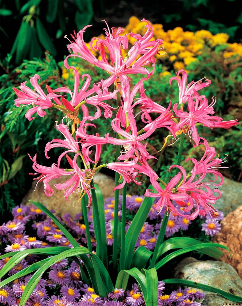 bowdenii | Nerines