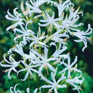 bowdenii Alba | Nerines