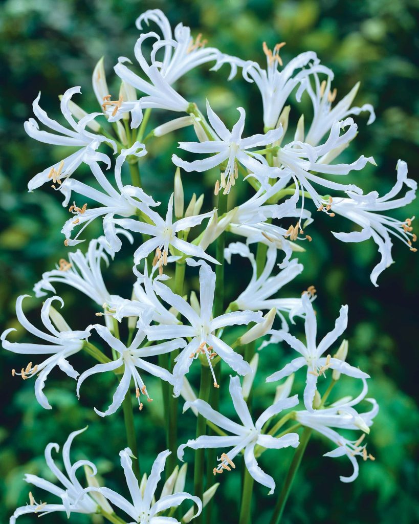 bowdenii Alba | Nerines