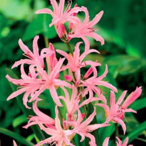 undulata Crispa | Nerines