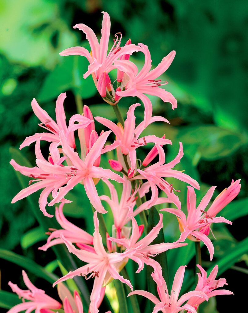 undulata Crispa | Nerines