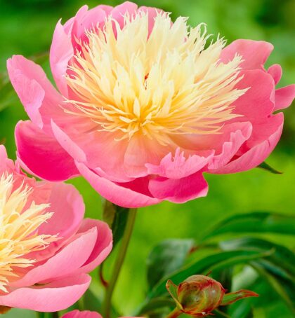 Bowl of Beauty | Peonies