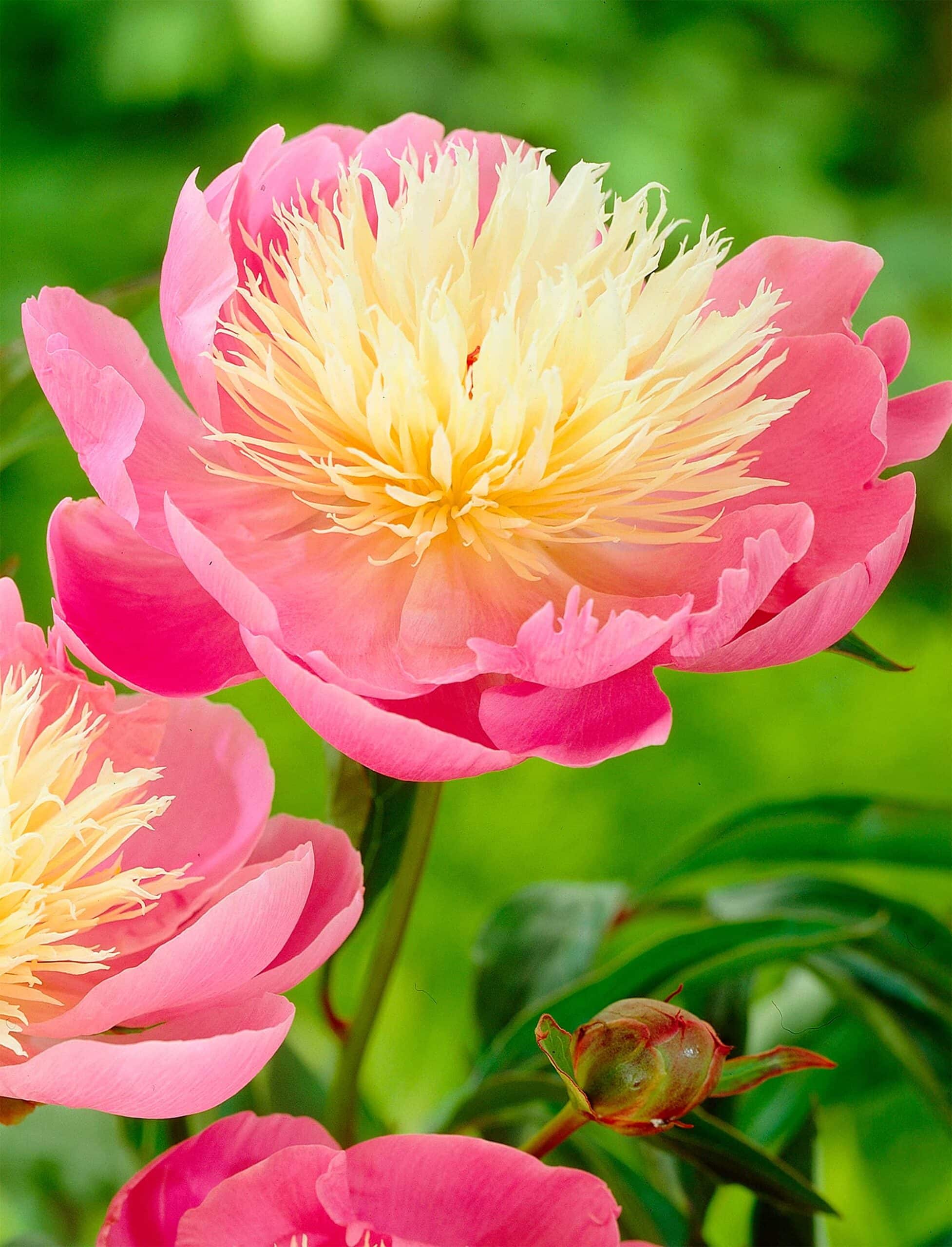 Bowl of Beauty | Peonies