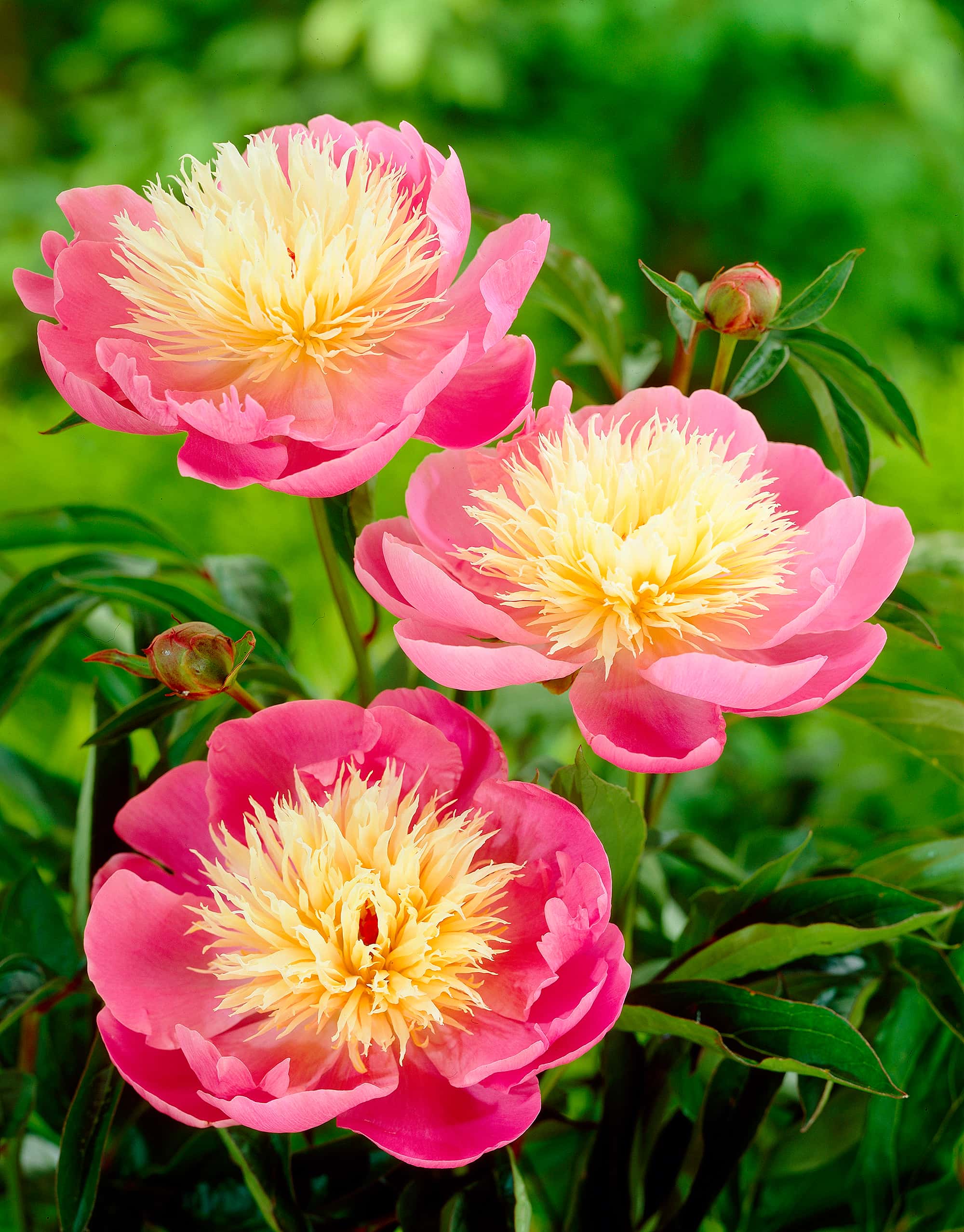 Bowl of Beauty | Peonies