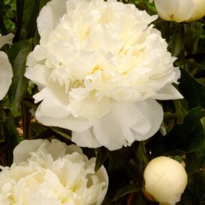 Duchesse de Nemours | Peonies