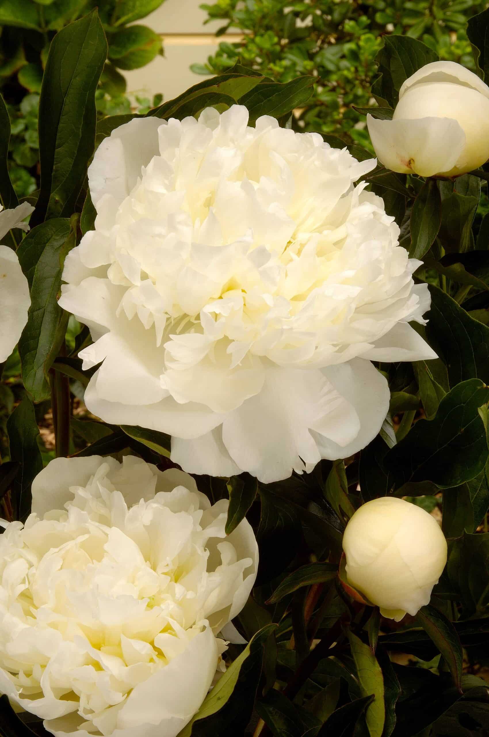 Duchesse de Nemours | Peonies