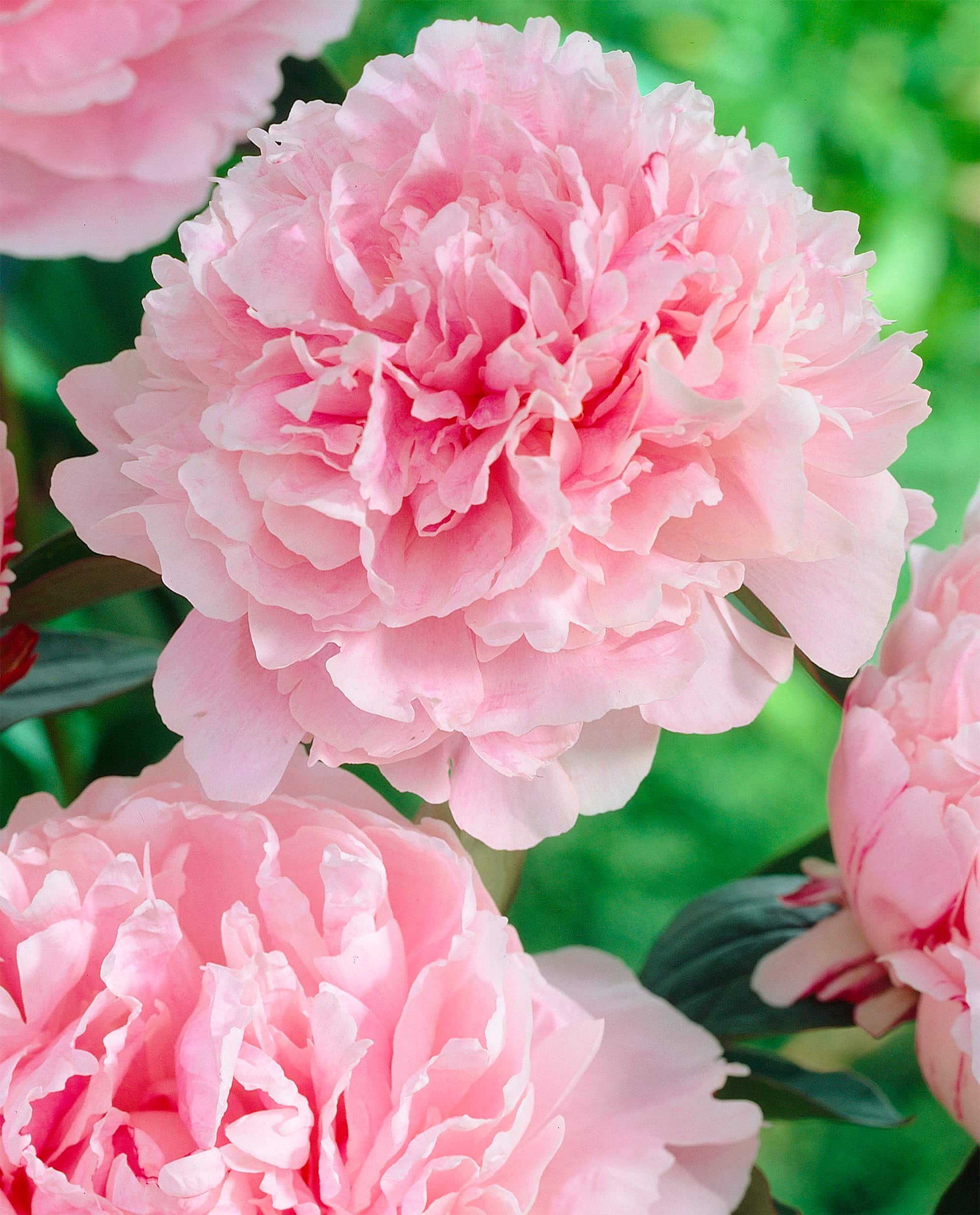 Sarah Bernardt | Peonies