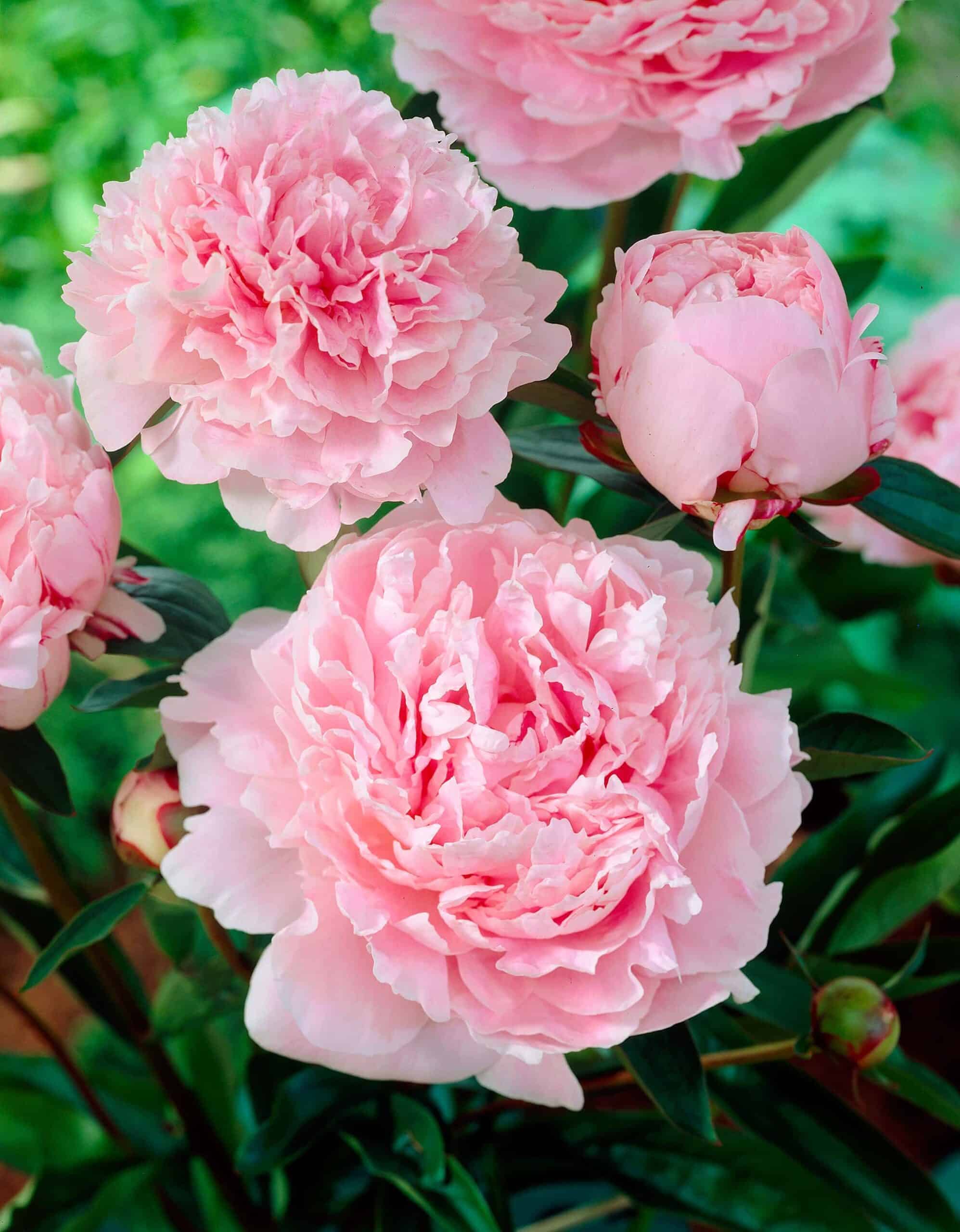 Sarah Bernardt | Peonies