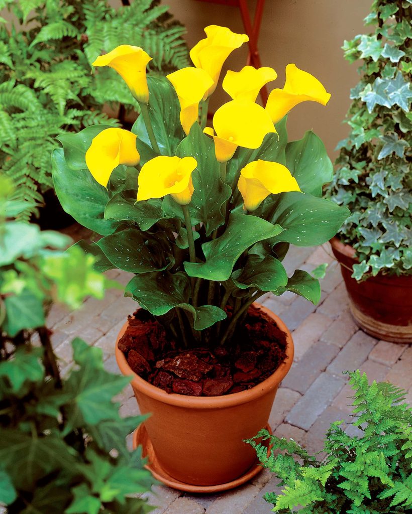 Florex Gold | Zantedeschia