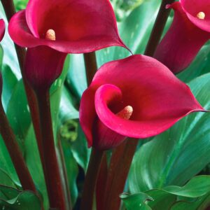 Las Vegas | Zantedeschia