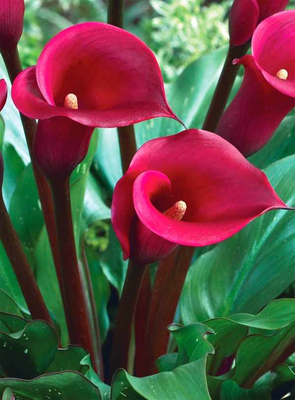 Las Vegas | Zantedeschia
