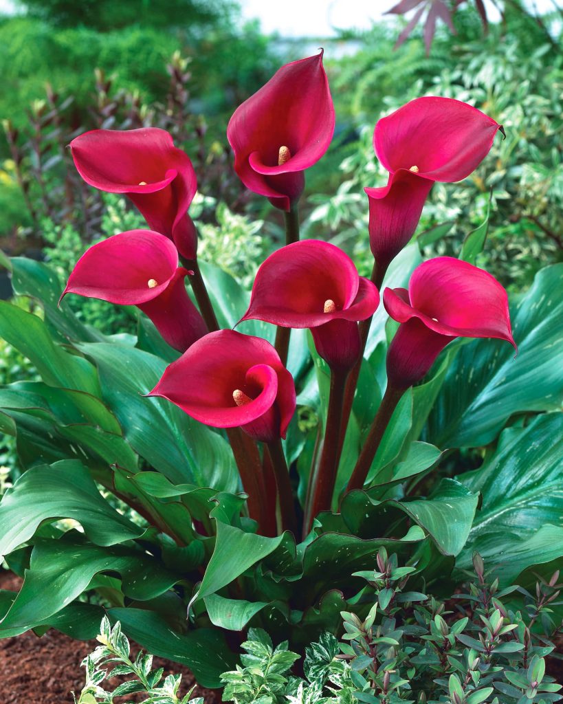 Las Vegas | Zantedeschia