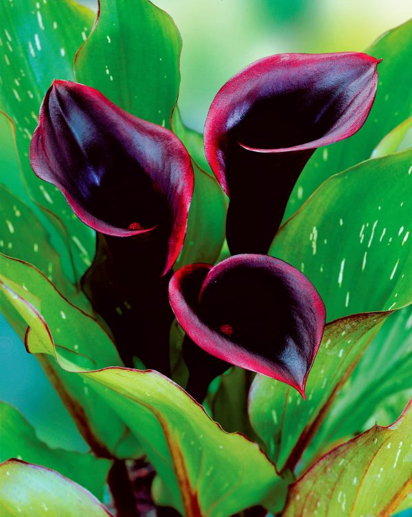 Odessa | Zantedeschia