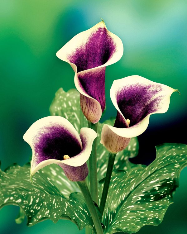 Picasso | Zantedeschia