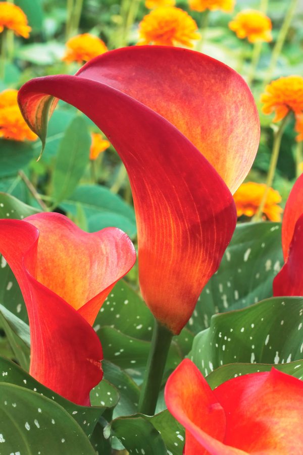 Red Alert | Zantedeschia