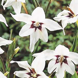 Acidanthera murielae |