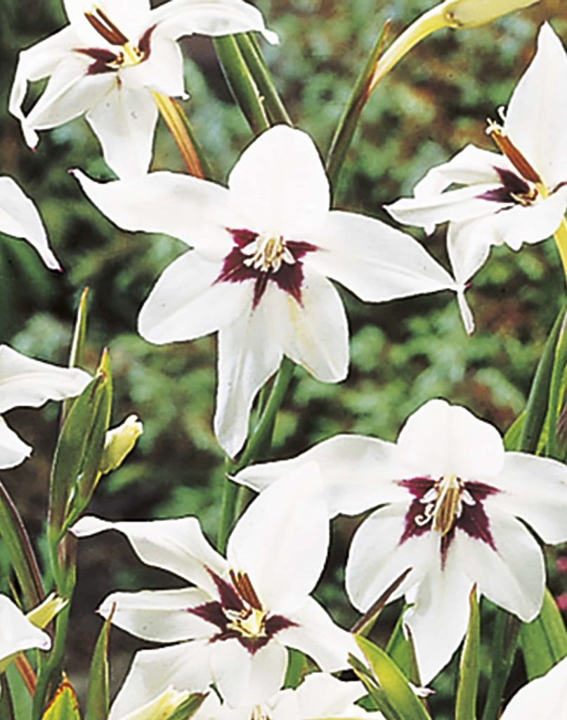 Acidanthera murielae |