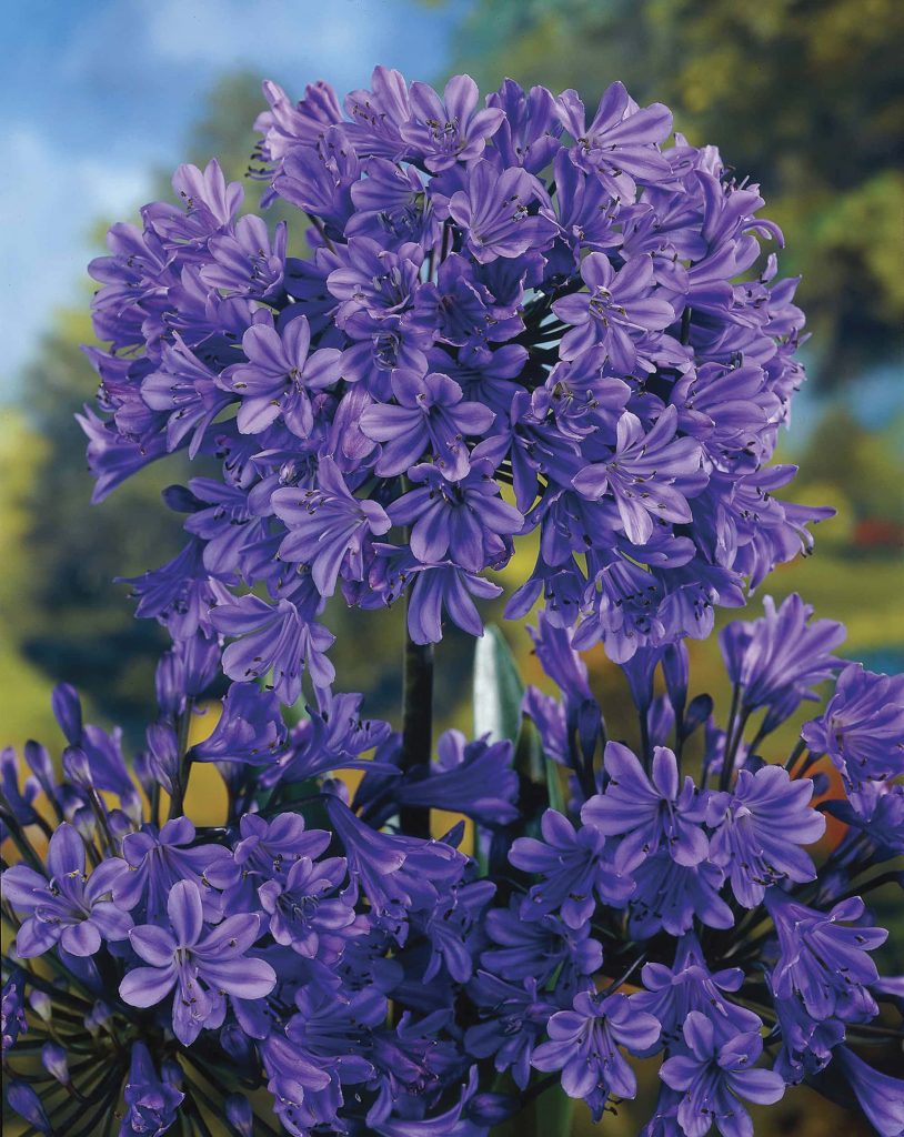Blue Giant | Agapanthus