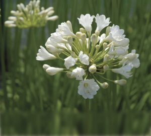 Duivenbrugge White | Agapanthus