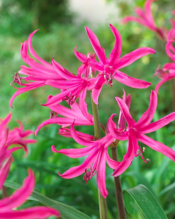 Amarine belladiva | Agapanthus