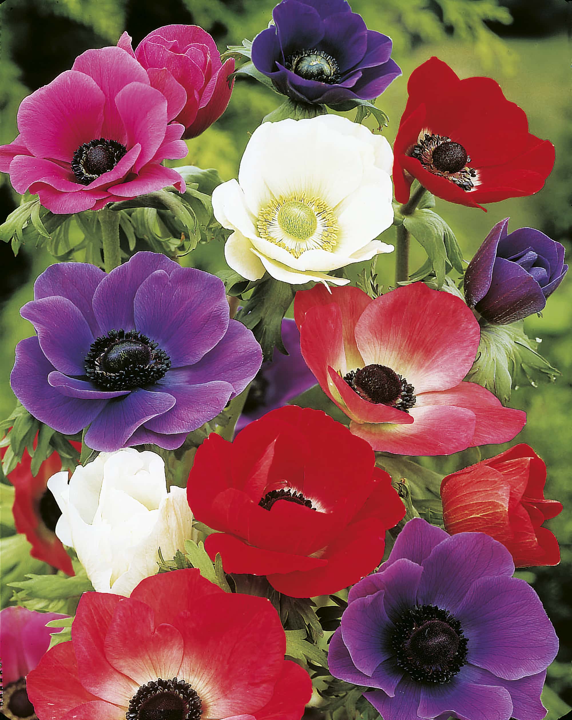 Single caen | Anemone coronaria