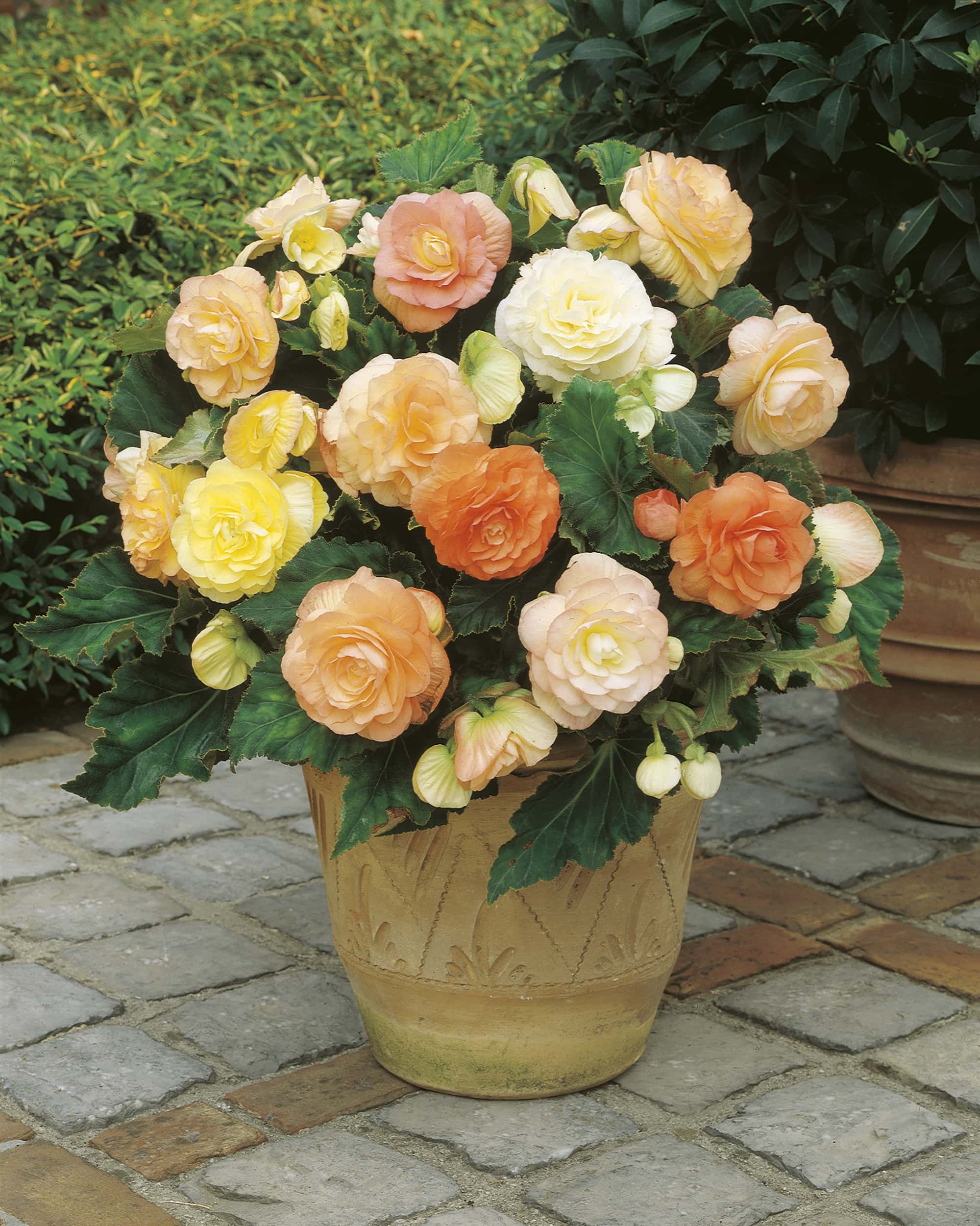 Double Mixed Pastel Shades | Double Begonias
