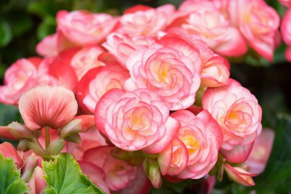 Giant Deep Pink | Giant Pendular Begonias