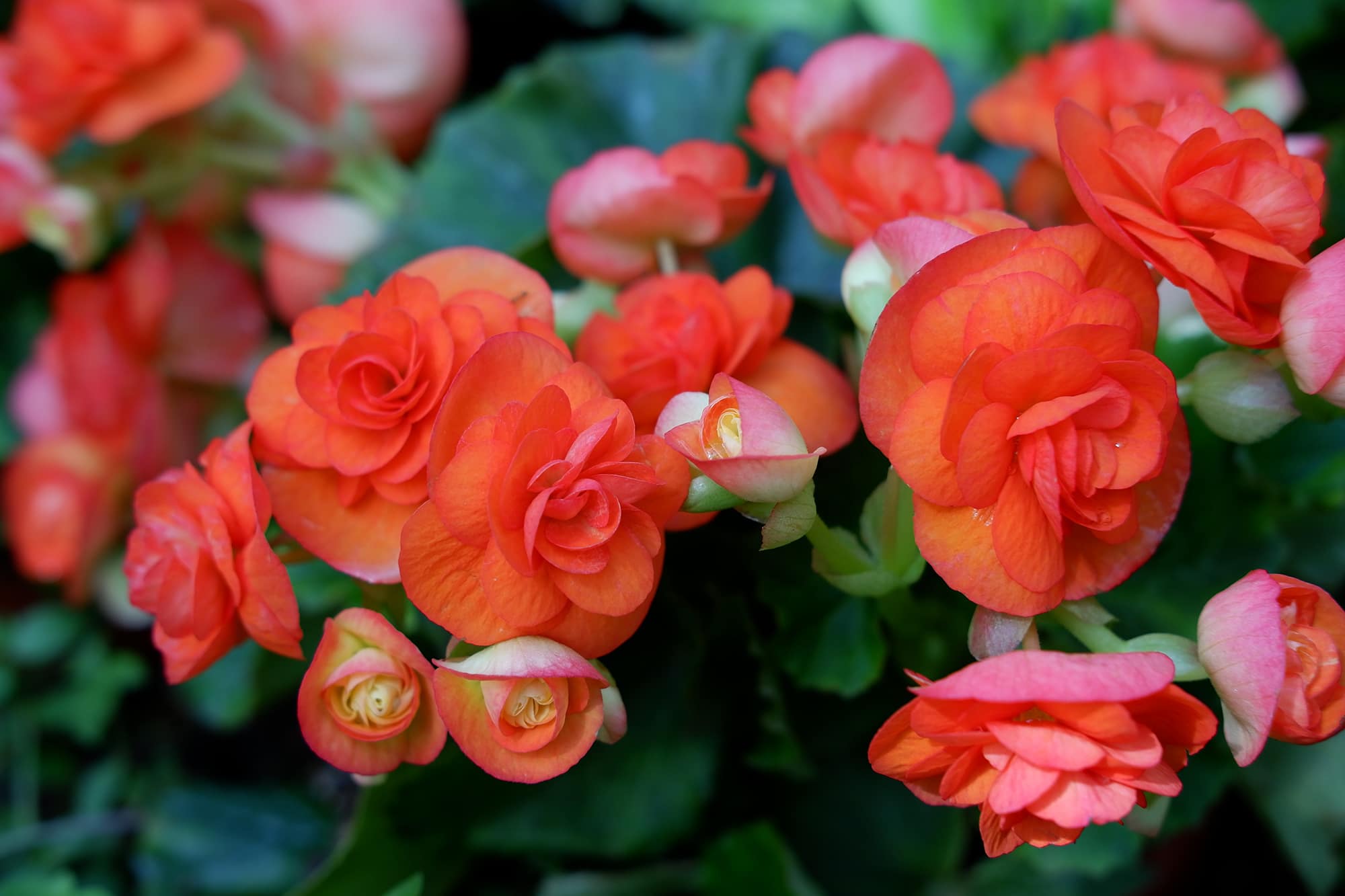 Double Red | Double Begonias