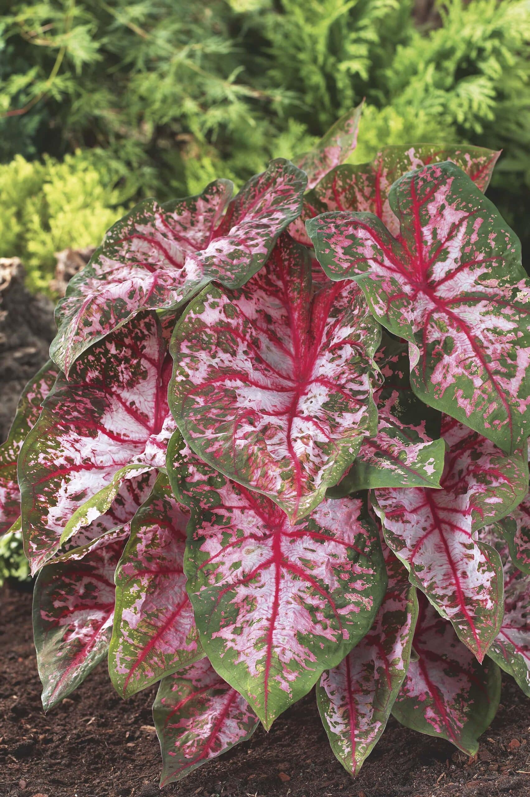 Carolyn Wharton | Caladiums