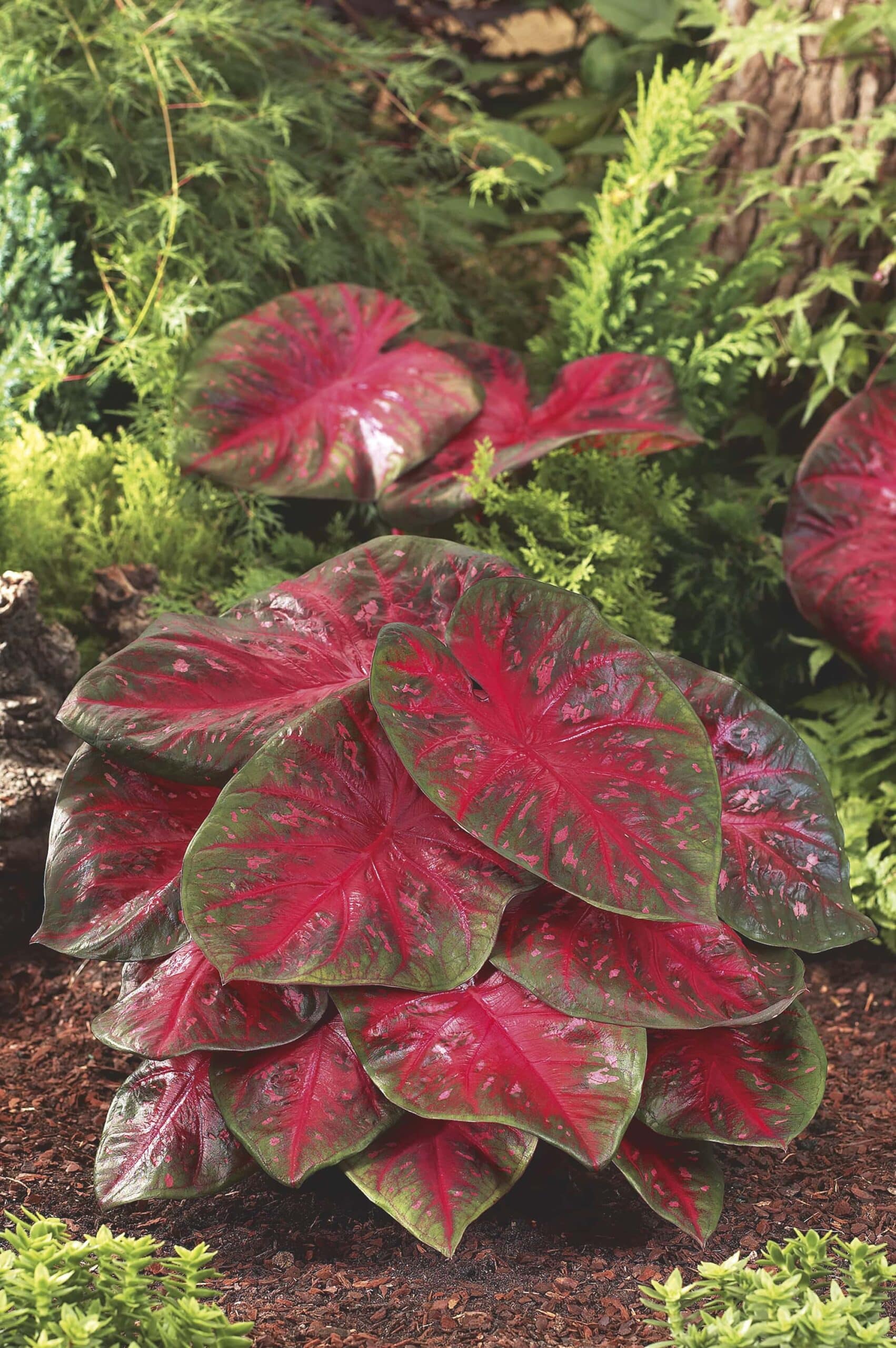 Red Flash | Caladiums