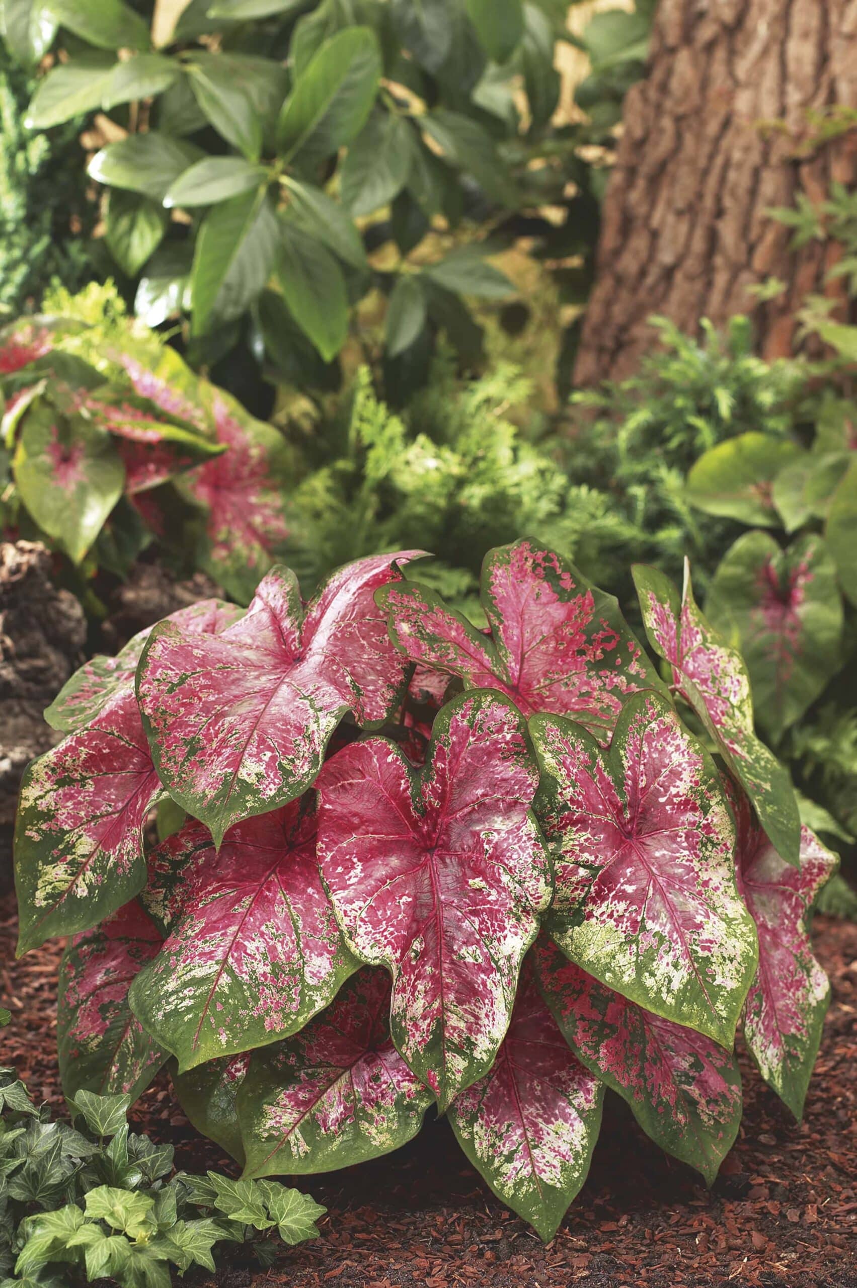 Rosebud | Caladiums